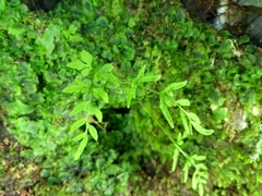 Cryptogramma stelleri