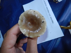 Lactarius mucidus