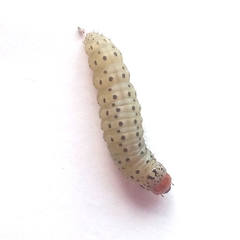 Blepharucha