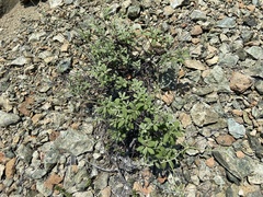 Eriogonum pendulum