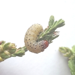 Blepharucha