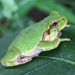Hyla japonica