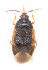 Brachysteles parvicornis
