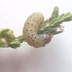 Blepharucha