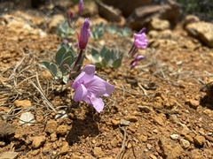Epilobium rigidum