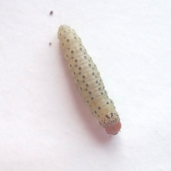 Blepharucha