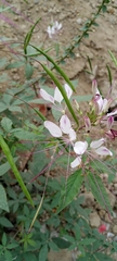 Cleome