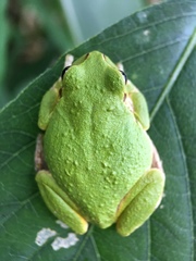 Hyla japonica