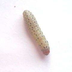 Blepharucha