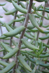 Crassula tetragona