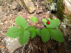 Fragaria vesca americana