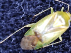 Neolygus contaminatus