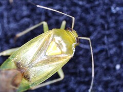 Neolygus contaminatus