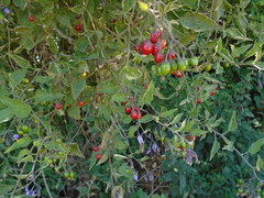 Solanum dulcamara