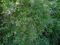 Solanum dulcamara