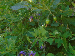 Solanum dulcamara