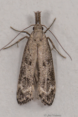Dichomeris inversella