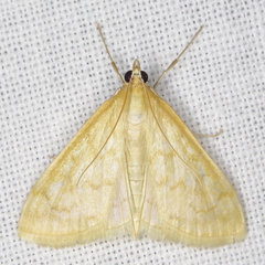 Hahncappsia pergilvalis