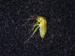 Neolygus contaminatus