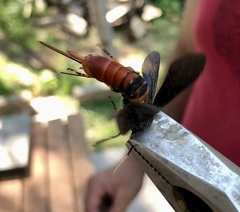 Urocerus cressoni