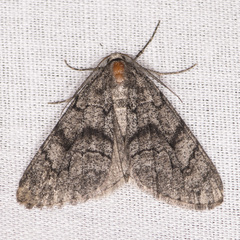 Galenara