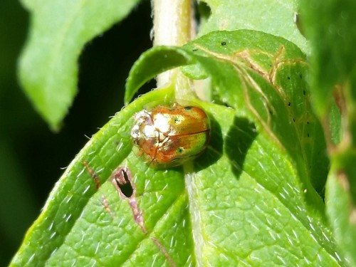 Golden tortoise beetle