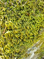 Scleropodium cespitans