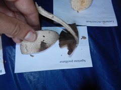 Agaricus pocillator