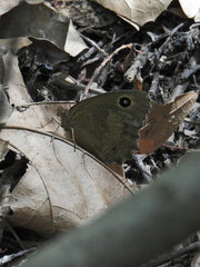 Hipparchia statilinus