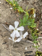 Saponaria