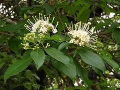 Reevesia pubescens