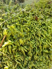 Scleropodium cespitans