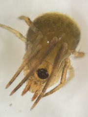 Hentziectypus globosus