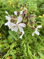 Saponaria