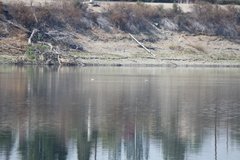 Aechmophorus clarkii