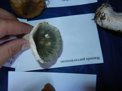 Russula parvovirescens