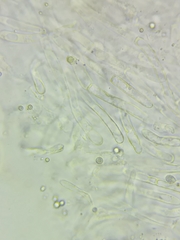 Melanoleuca griseobrunnea