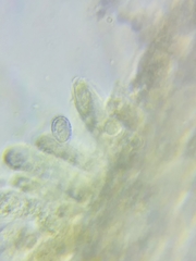 Melanoleuca griseobrunnea