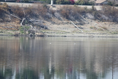 Aechmophorus clarkii