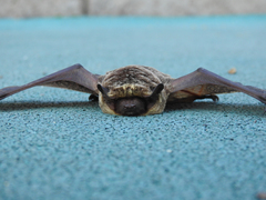 Vespertilio sinensis