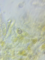 Melanoleuca griseobrunnea