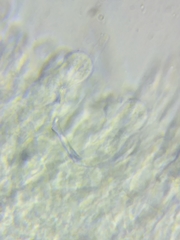 Melanoleuca griseobrunnea