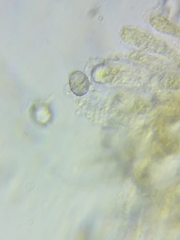 Melanoleuca griseobrunnea