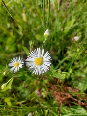 Erigeron annuus