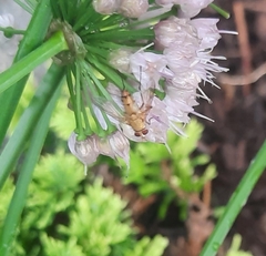 Ormia ochracea