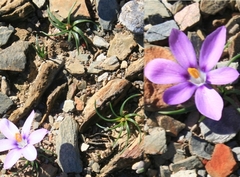 Syringodea longituba