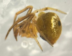 Hentziectypus globosus