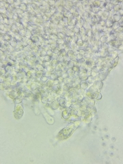 Melanoleuca griseobrunnea