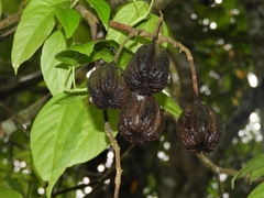 Reevesia pubescens