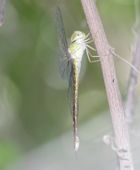 Triacanthagyna septima